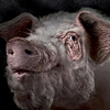Florette Pig